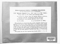 Paxina queletii image